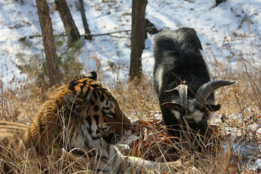 ������� � ����� � ����� ������� ����